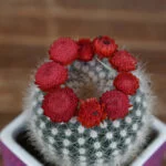 cactus-761405
