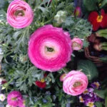 flower-658858