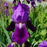 iris-793098