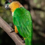 parque-nacional-canaima-150