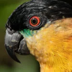 parque-nacional-canaima-151