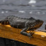 venezuela-parque-nacional-canaima-120