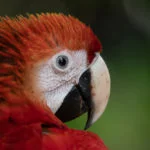 venezuela-parque-nacional-canaima–77