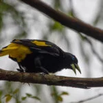 venezuela-parque-nacional-canaima–96