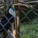 zoologico-cigs-manaus–1320