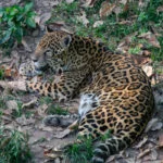 zoologico-cigs-manaus–1329