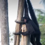 zoologico-cigs-manaus–1346