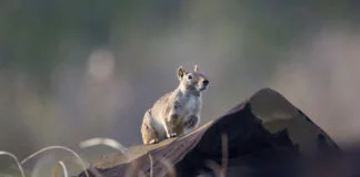 Fernando de Noronha - Fauna