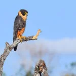 Serras-Gerais-passaro-Caure-ft-Emerson-Zamprogno-67-web