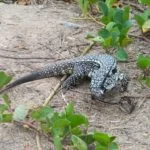 fernando-de-noronha-lagarto-teju 2x-web