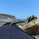 fernando-de-noronha-mabuya-web