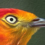 lenda-do-uirapuru