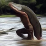 Pesca do Pirarucu