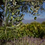 mendoza-thabata-andrade-0428