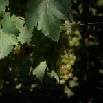 mendoza-thabata-andrade-0432