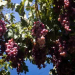 mendoza-thabata-andrade-0441
