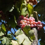 mendoza-thabata-andrade-0443