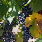 mendoza-thabata-andrade-0524