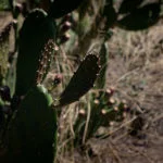 mendoza-thabata-andrade-0584