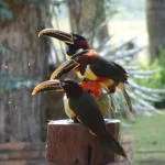 pantanal 4