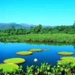 pantanal 5