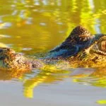 pantanal 8