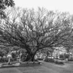 batatais–5