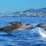 Golfinhos-e-Baleiras3©VisitMadeira