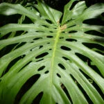 Lisbon_botanical_garden_13-salix-web