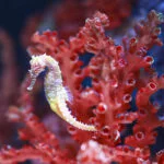 seahorse (Hippocampus) swimming.