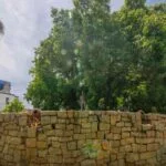 Sorocaba=briones–23