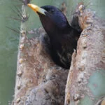 lisboa-bird-5019196-estorninho-preto-katrina-weston-web