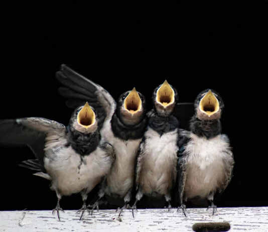 observação de pássaros em Lisboa