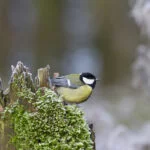 lisboa-coal-tit-4726982-chapim-real-istvan-pocsai-web