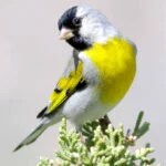lisboa-goldfinch-1448542-skeeze-web