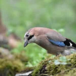 lisboa-jay-bird-5525664-nadine-trief-gaio-web