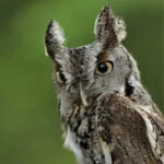 lisboa-owl-4330755-kathy-kelly-web