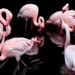 lisboa-pink-flamingo-3206415-bruno-habran-web