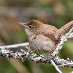 lisboa-troglodytes-aedon-430-carrica-nature-pix-web