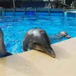 lisboa-Zoo_de_Lisboa_by_Juntas_28-web