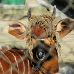 lisboa-Zoo_de_Lisboa_by_Juntas_44-web