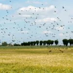 Campos de Trigo com Corvos – Céline Clanet – Wall Street Journal