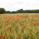 franca-auvers-sur-oise-van-gogh-marco-briones-541-web