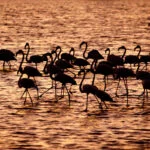 lisboa-Bando_de_Flamingos-luis-miguel-leitao-mateus-web