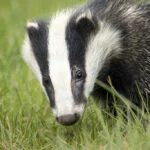 lisboa-badger-2030975-texugo-andy-ballard-web