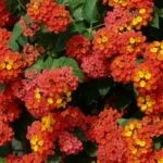 lisboa-lantana-64408-hans-braxmeier-web