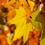lisboa-leaves-10705-hans-braxmeier-platano-web