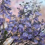 lisboa-nature-2820895-jacaranda-daniel-albany-web