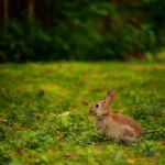 lisboa-rabbit-2271475-jay-feather-coelho-bravo-web