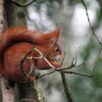 lisboa-squirrel-4961478-esquilo-vermelho-fauke-web